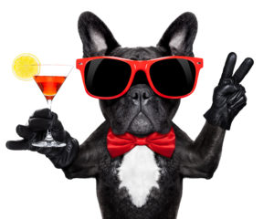 french bulldog dog holding martini cocktail glass ready to have fun and party, isolated on white background#